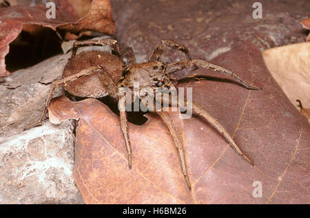 Wolfspinne. Eine nachtaktive Spinne, die aktiv für seine Beute auf dem Boden anstatt ein Web jagt. Stockfoto