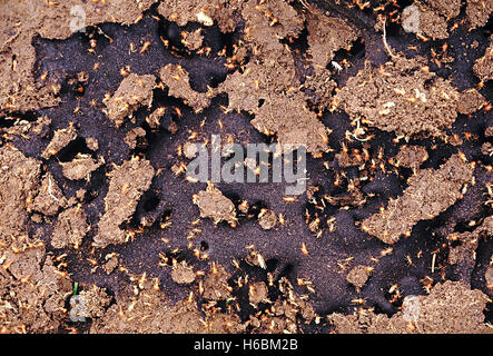 Termiten. Auch bekannt als weiße Ameisen. Termiten ernähren sich von Holz oder Pilzen, die auf Kauholz angebaut werden Stockfoto