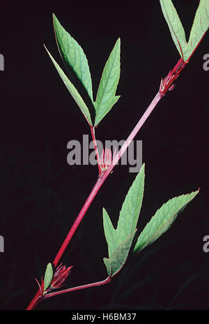 Roselle - Blätter. (Hibiscus sabdariffa) ist in andhra als 'gongura" bekannt und ist in eine Gurke. Stockfoto