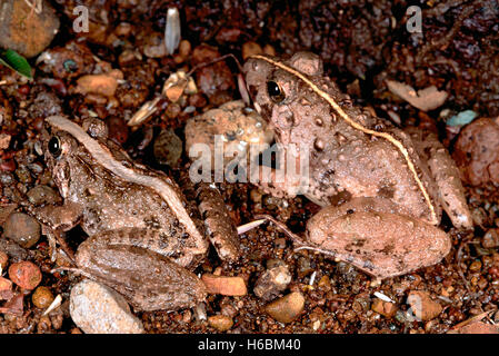 Rana limnocharis Gruppe. cricket Frösche. kleine Frösche, die fordert, ähnlich der Grillen. Stockfoto