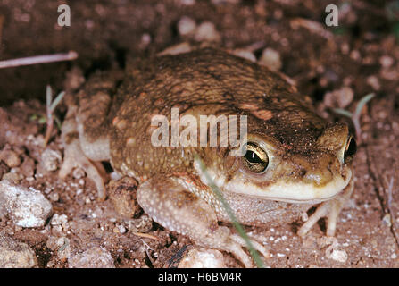 Bufo sp. Das Fehlen der Schwarzen verhornten Grate auf dem Kopf dieser Art unterscheidet sich von der Erdkröte. Stockfoto