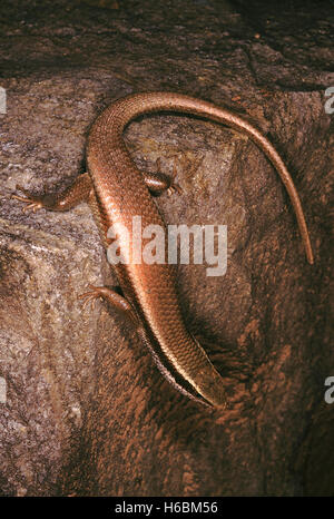 Mabuya sp. Gemeinsamen skink. Die gemeinsame Skink normalerweise lebt in blattsänfte und ernährt sich von Insekten. Sie sind tagaktive Echsen. Stockfoto