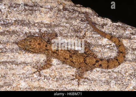 Hemidactylus brooki.Bach Gecko. Eine sehr häufige Gecko in einer Vielzahl von Lebensräumen vor. Stockfoto
