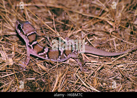 Termite Hill gecko, hemidactylus triedrus. Bunte Gecko in offenen Bereichen gefunden. ernährt sich von Termiten Stockfoto