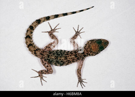 Gymnodactylus scaber, rauh - Gecko angebundene. Ein Boden Wohnung Gecko in Indien im westlichen Madhya Pradesh gefunden, Teile von Rajasthan und Gujarat. Stockfoto