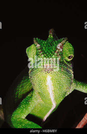 Das Chamäleon hat die Fähigkeit, seine Farbe sowie Schatten je nach seiner Stimmung und Umgebung zu ändern. Chameleon Zeylanicus Stockfoto