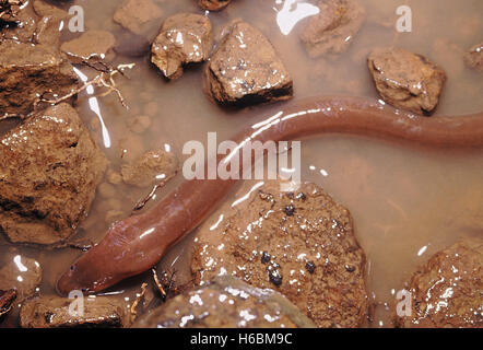 Aal Sumpf. amphipnous sp. Sumpf Aale in Wald, Bäche, Reisfeldern und kleinen Teichen leben. Sie sind sogar auf dem Boden während gefunden Stockfoto