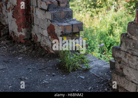 In der nun verlassenen Falcon Keramik, Stoke-on-Trent, Staffordshire, UK Stockfoto