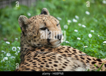 Gepard (Acinonyx Jubatus). Tierwelt Tier. Stockfoto