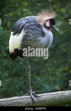 East African gekrönt Kran (Balearica Regulorum Gibbericeps), auch bekannt als die Haubenmeise Kran. Tierwelt Tier. Stockfoto