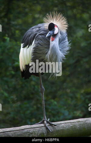 East African gekrönt Kran (Balearica Regulorum Gibbericeps), auch bekannt als die Haubenmeise Kran. Tierwelt Tier. Stockfoto