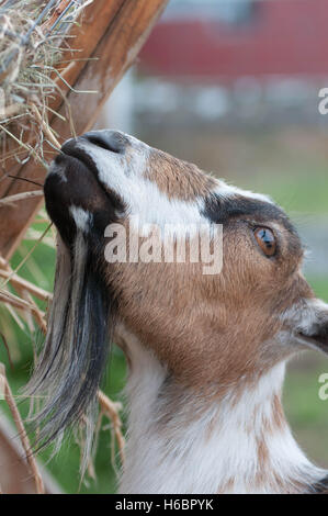 Eine juvenile Ziege frisst Heu von einem Feeder auf einem Bauernhof. Stockfoto