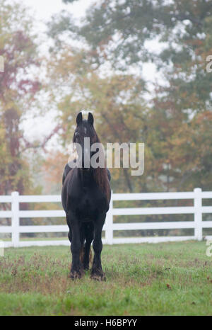Ein schwarzes Pferd steht auf einer Weide an einem nebligen Herbstmorgen in New England. Stockfoto