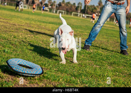 Bull Terrier Hund spielen mit einem Donut geformte Plüschtier an einem sonnigen Tag im Park. Stockfoto