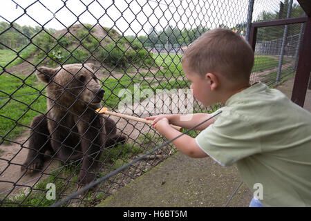 Die Bear Farm, Medveotthon Bär in der Nähe von Budapest, wo Touristen die Bären Honig auf einem Stick, Ungarn, Europa zu ernähren Stockfoto