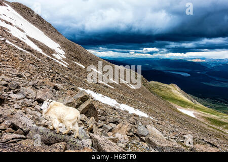 Ein Rocky Mountain Goat oder Oreamnos Americanus Klettern bis zu 14.000 ft über dem Meeresspiegel am Mount Massive in Colorado. Stockfoto