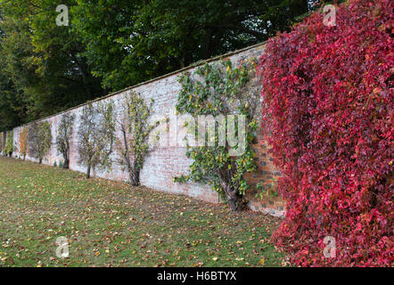 Fan-ausgebildete Obstbäume und wildem Wein im Herbst in Rousham House ummauerten Garten. Oxfordshire, England Stockfoto