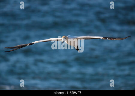 Cape Basstölpel (Morus Capensis) im Flug von Bird Island in Lamberts Bay, Western Cape, Südafrika Stockfoto