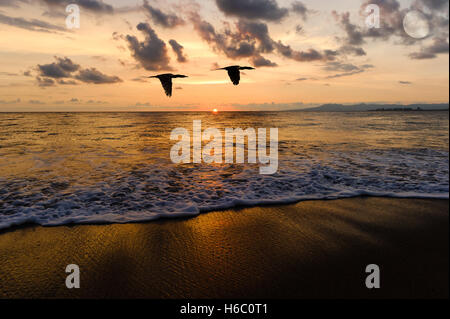 Vögel fliegen Ocean sunset Silhouetten ist zwei Seevögel über das Wasser fliegen, wie die Sonne am Horizont bunt Ozean. Stockfoto