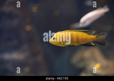 gelber Buntbarsch Labidochromis Caeruleus Malawi Fische hautnah Stockfoto