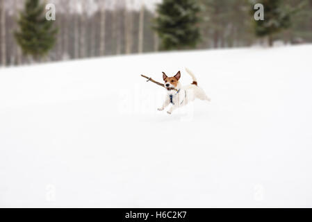 Hund spielt mit Spielzeug im Winter verschneiten Golfplatz Stockfoto