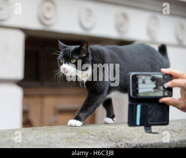 Palmerston, patrouilliert das Auswärtige Amt Katze und Chief Mouser an den Fiskus in der Downing Street. Er hat gekämpft mit Larry Nummer 10 Stockfoto