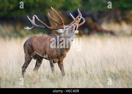 Rotwild-Hirsch während der Brunft Stockfoto