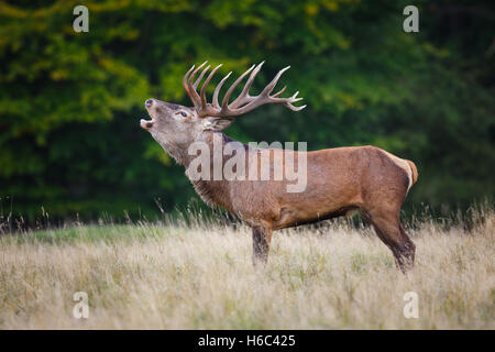 Rotwild-Hirsch während der Brunft Stockfoto