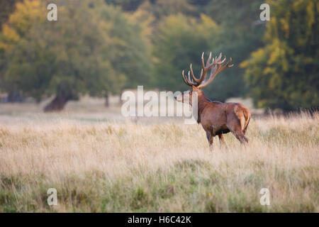 Rotwild-Hirsch während der Brunft Stockfoto