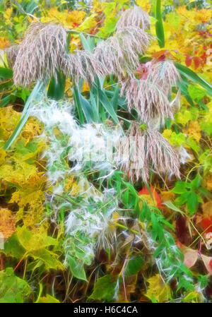 Zusammenfassung der Vegetation am Ufer eines Sees im Herbst Stockfoto