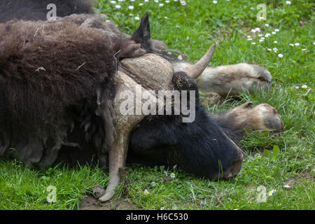 Moschusochsen (Ovibos Moschatus). Tierwelt Tier. Stockfoto