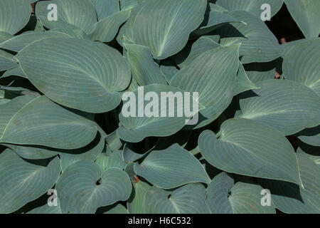 Siebold Hosta (Hosta sieboldiana-). Immergrüne Pflanze. Stockfoto