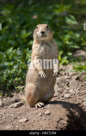 Schwarz-angebundene Präriehund (Cynomys sich). Tierwelt Tier. Stockfoto