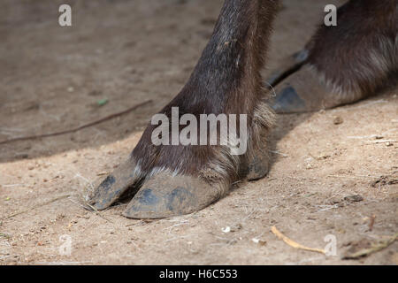 Huf des inländischen Rentier (Rangifer Tarandus F. Domestica), auch bekannt als der inländische Karibu. Stockfoto