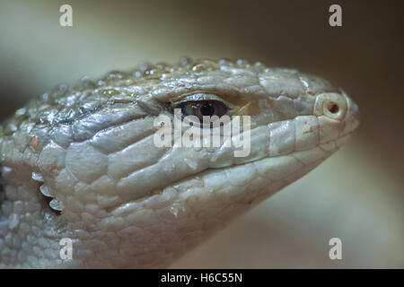 Indonesische blau genutet Skink (Tiliqua Gigas), auch bekannt als New Guinea blau genutet Skink. Tierwelt Tier. Stockfoto