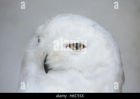 Schnee-Eule (Bubo Scandiacus). Tierwelt Tier. Stockfoto