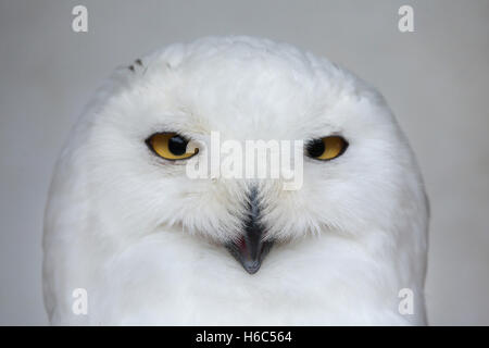 Schnee-Eule (Bubo Scandiacus). Tierwelt Tier. Stockfoto