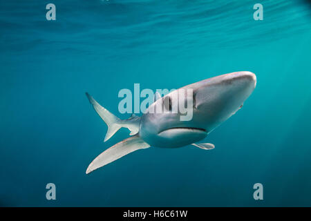 Eine wilde Blauhai oder Prionace Glauca Schwimmen im Pazifischen Ozean vor der Küste von San Diego, Kalifornien. Stockfoto