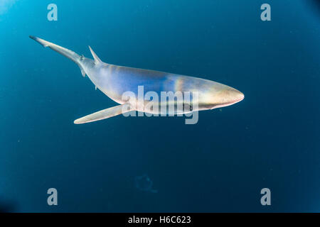 Eine wilde Blauhai oder Prionace Glauca Schwimmen im Pazifischen Ozean vor der Küste von San Diego, Kalifornien. Stockfoto