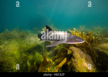 Wilde Leopardenhai oder Triakis Semifasciata Schwimmen im Pazifischen Ozean an der Küste der Insel San Clemente, Kalifornien. Stockfoto