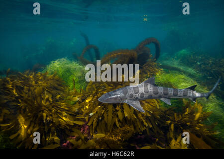 Wilde Leopardenhai oder Triakis Semifasciata Schwimmen im Pazifischen Ozean an der Küste der Insel San Clemente, Kalifornien. Stockfoto