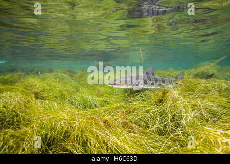 Wilde Leopardenhai oder Triakis Semifasciata Schwimmen im Pazifischen Ozean an der Küste der Insel San Clemente, Kalifornien. Stockfoto