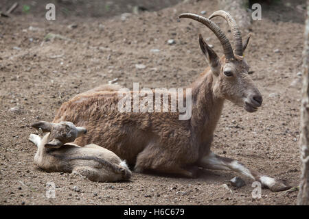 Sibirische Steinböcke (Capra Sibirica). Tierwelt Tier. Stockfoto