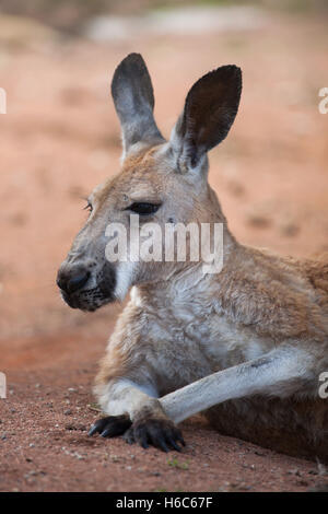 Roter Känguruh (Macropus Rufus). Tierwelt Tier. Stockfoto