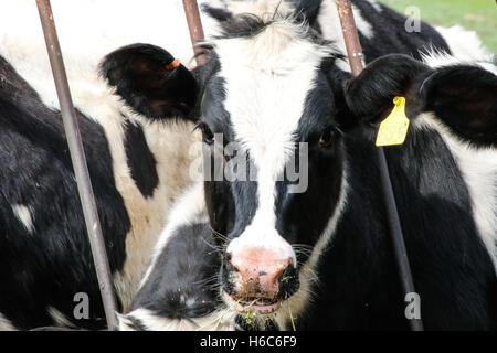 Kühe essen in ein offenes Feld. Stockfoto