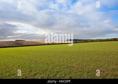 Sämling Getreide auf einem Hügel in der malerischen Agrarlandschaft der Yorkshire Wolds im Herbst bei bewölktem Himmel. Stockfoto