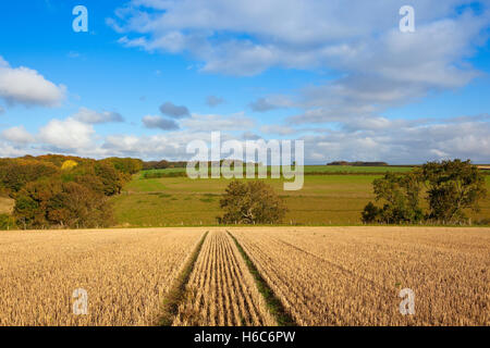 Herbst-Muster und Texturen der Stoppeln Wiesen und Hügel mit Bäumen und Wäldern auf die Yorkshire Wolds. Stockfoto