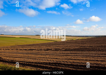 Muster und Texturen von einem schlammigen geernteten Kartoffelfeld in malerischen landwirtschaftliche Nutzflächen unter einem blauen Herbsthimmel. Stockfoto