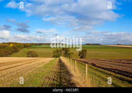 Einen Drahtzaun und einem grasbewachsenen Maultierweg zwischen eine herbstliche Stoppeln und einem schlammigen geernteten Kartoffelfeld auf die Yorkshire Wolds. Stockfoto