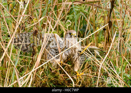 Turmfalke (Falco Tinnunculus) unter Schilf am Boden. Weibliche Raubvogel nach einem verpassten Versuch zum Beutefang bei Shapwick Heath Stockfoto